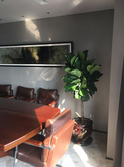 辦公室會議室綠植租擺